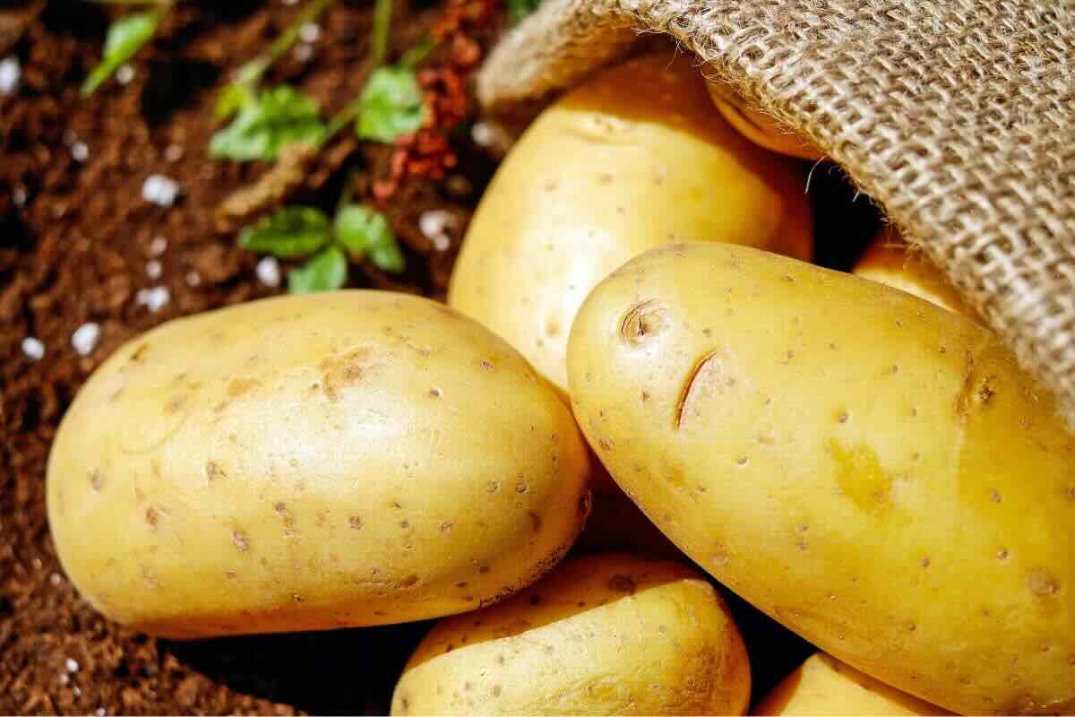 Patate